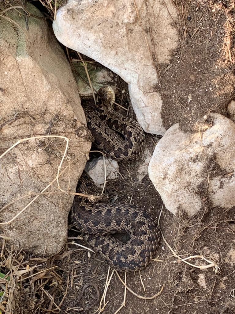 Vipera dell''Orsini (Vipera ursinii)